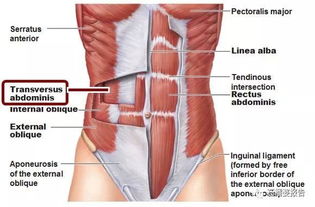 腹橫肌有哪些訓(xùn)練方法