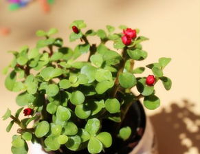 五種植物傳播的方法有哪些