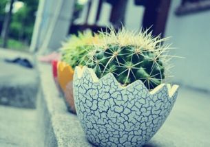 仙人球的養(yǎng)殖方法和注意事項(xiàng)有哪些