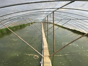 養(yǎng)殖大棚埋地?zé)峋€的方法有哪些