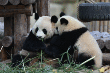 小朋友你還知道哪些動物的排汗方法