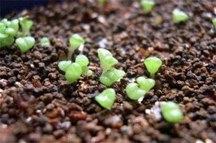 常用的播種方法有哪些