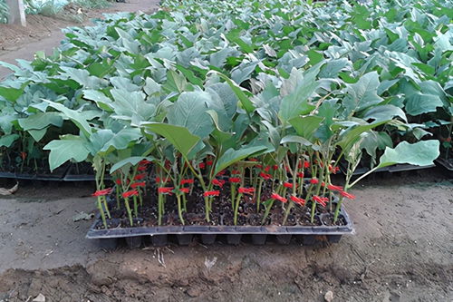 蔬菜常見的嫁接方法有哪些