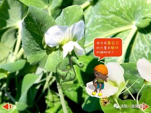 植物種子旅行的方法有哪些