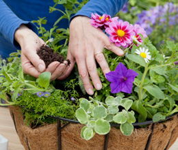 花卉如何養(yǎng)殖方法有哪些