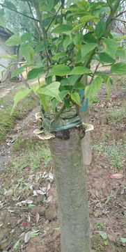 采用嫁接方法的植物有哪些