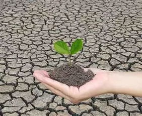 怎么改良土壤的方法有哪些