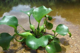 他水葫蘆的觀察方法有哪些