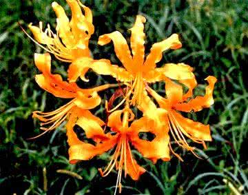 什么植物傳播種子的方法有哪些二級