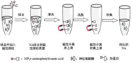 確定酶的純化方法有哪些