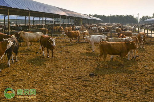 治面部牛皮膚癬有哪些方法