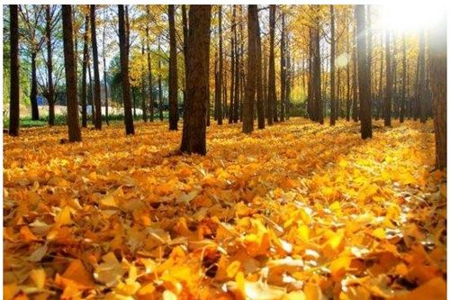 植物過冬的方法有哪些語文