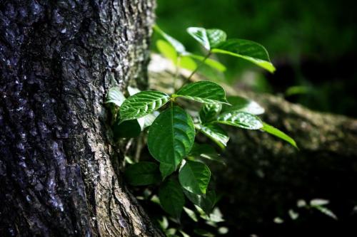 我們可以用哪些方法觀察樹(shù)的特征