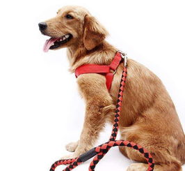 訓練狗胸寬有哪些方法