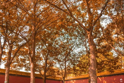 關(guān)于秋天南京的詩句