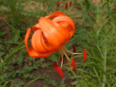 關(guān)于甘肅特產(chǎn)的詩句