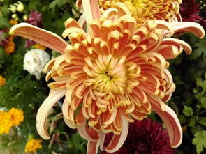 關于星菊的古詩句