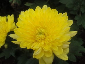 關(guān)于秋天菊花開(kāi)的詩(shī)句