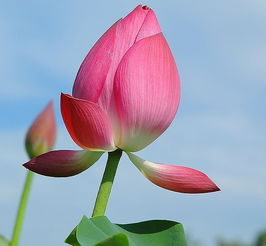 四關(guān)于荷花的詩句古詩