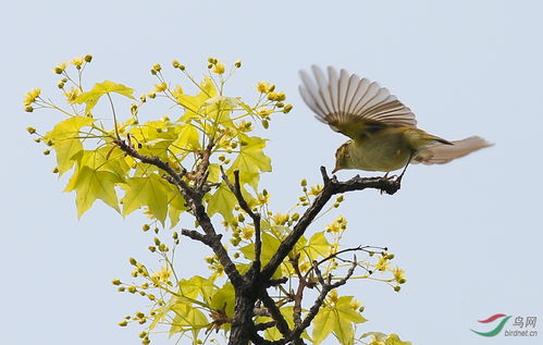 關(guān)于鳥的詩句大坌