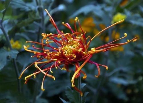 寫出含有荷花花名的古詩句