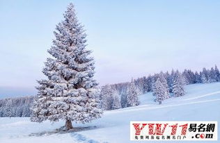 關(guān)于冬天柳樹的詩句