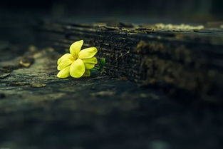 關(guān)于嘗不盡的酸甜苦辣的詩(shī)句