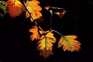 關(guān)于秋天和兒童結(jié)合的詩(shī)句