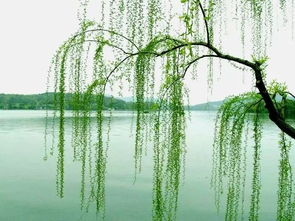 關(guān)于春天柳樹的詩句古詩