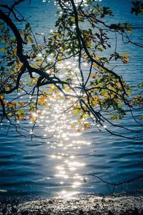 關(guān)于寫秋天的風(fēng)景的詩句