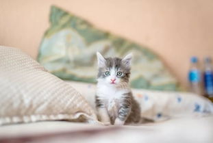 關于愛貓咪的詩句