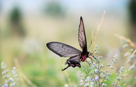 關(guān)于蝴蝶的愛(ài)情詩(shī)句