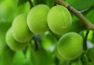 關(guān)于青梅結(jié)果的詩句