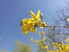 迎春花詩句古詩