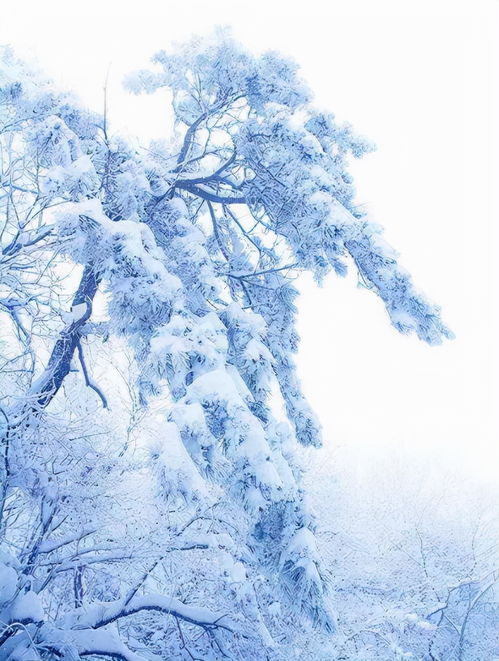 關(guān)于雪的語(yǔ)句詩(shī)句