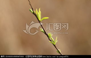 柳枝發(fā)芽的仿古詩句