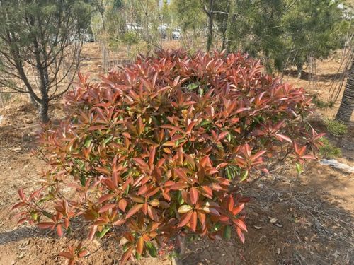 引用前人詩(shī)句的古詩(shī),運(yùn)用引用的句子,古詩(shī)引用典故的詩(shī)句