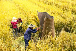 稻谷黃了的詩(shī)句,形容稻谷黃了的詩(shī)句,稻谷黃了感悟現(xiàn)代詩(shī)句