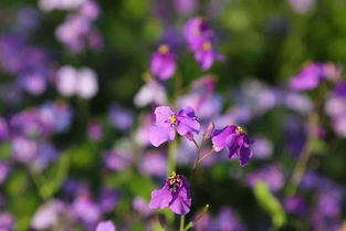 關(guān)于二月蘭的詩句