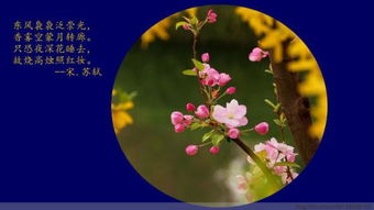 描寫海棠的詩句古詩大全,描寫海棠的詩句古詩詞,關(guān)于描寫海棠的詩句