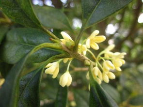 描寫桂花的古詩詩句