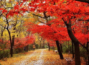 關(guān)于棲霞山的詩句