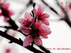 關(guān)于桃花的詩句及意思是什么