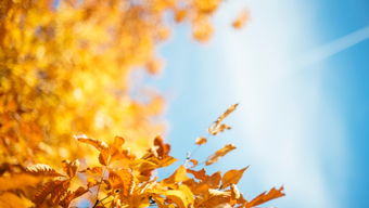 秋天懷念的詩句古詩