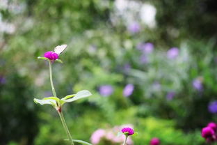 古詩,詩句,山月