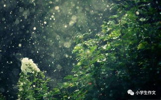 關(guān)于雨天的古詩句,描寫雨天的古詩句,雨天淡淡的憂傷的古詩