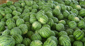 關(guān)于種瓜的詩句有哪些