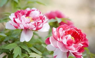 關(guān)于贊揚花博會的詩句