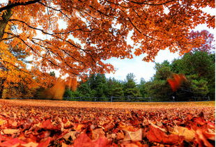 古詩,詩句,楓葉,秋天