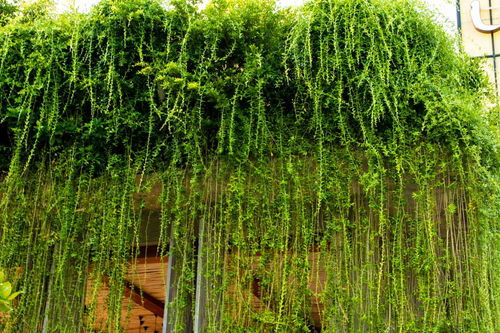 關(guān)于柳樹(shù)默默的詩(shī)句